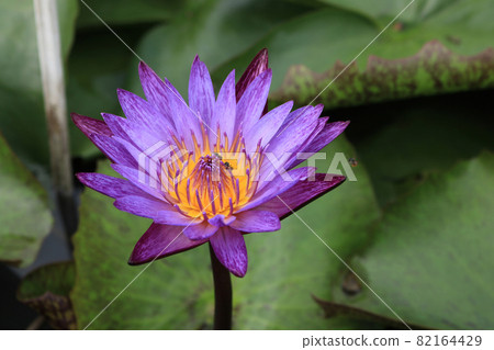 close up violet lotus background 82164429