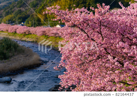 靜岡縣河津町河津櫻 靜岡縣河津町河津櫻 82164437