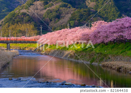 靜岡縣河津町河津櫻 靜岡縣河津町河津櫻 82164438