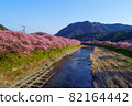 靜岡縣河津町河津櫻 82164442