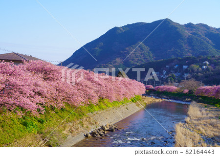 靜岡縣河津町河津櫻 靜岡縣河津町河津櫻 82164443