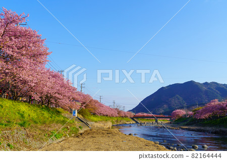 靜岡縣河津町河津櫻 82164444