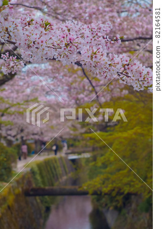 Cherry blossoms on the way of philosophy Cherry blossoms on the way of philosophy 82164581