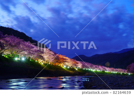 靜岡縣河津町河津櫻花燈飾 82164639
