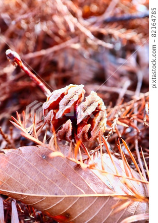 Many dead leaves and fallen leaves Autumn image 82164785