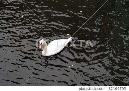 American pekin duck in the dark river American pekin duck in the dark river 82164795