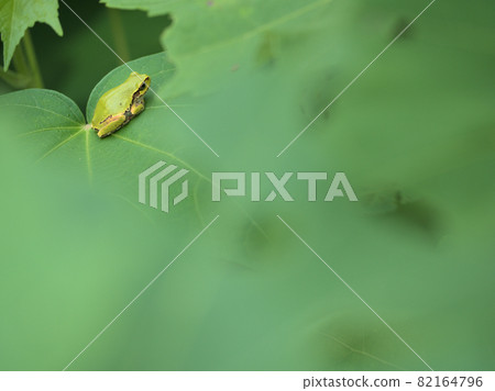 Tree frog resting on the leaves of Suifuyou Tree frog resting on the leaves of Suifuyou 82164796