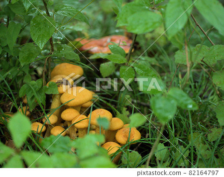 Mushrooms growing quietly in the grass 82164797