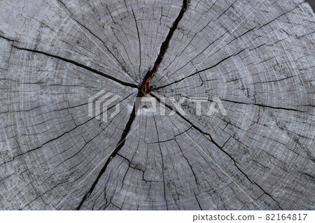 close up tree stump texture background close up tree stump texture background 82164817