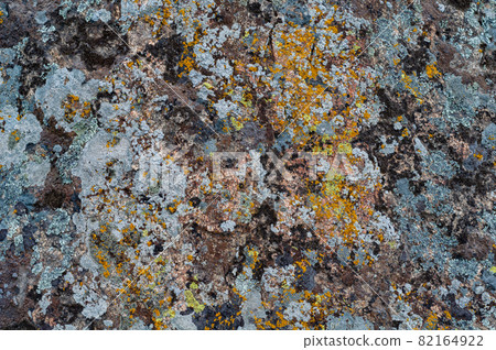 Background with granite stone overgrown with various moss 82164922