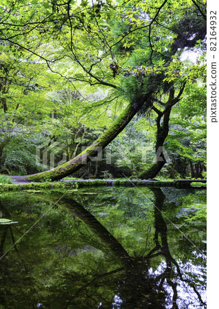 被指定為熊本縣百選之一的夢幻般的山吹泉源（熊本縣阿蘇區宇武山村） 82164932