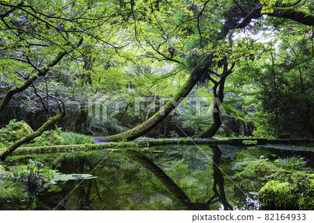被指定為熊本縣百選之一的夢幻般的山吹泉源（熊本縣阿蘇區宇武山村） 82164933