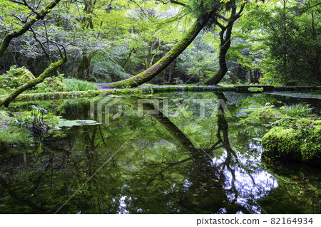 A fantastic Yamabuki springhead designated as one of the 100 best waters in Kumamoto prefecture (Ubuyama village, Aso district, Kumamoto prefecture) A fantastic Yamabuki springhead designated as one of the 100 best waters in Kumamoto prefecture (Ubuyama village, Aso district, Kumamoto prefecture) 82164934