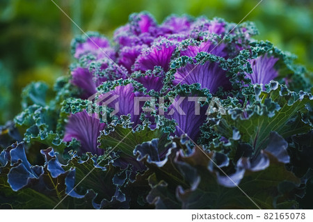 Side view of purple-green decorative cabbage looking like a big unearthly flower. Deep dark colors. Natural decoration of the landscape or garden. Side view of purple-green decorative cabbage looking like a big unearthly flower. Deep dark colors. Natural decoration of the landscape or garden. 82165078