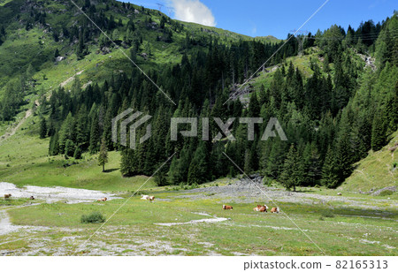 Grazing cows in the Alps 82165313