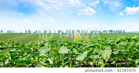 Field with sunflower and beautiful blue sky. Wide photo. Field with sunflower and beautiful blue sky. Wide photo. 82165970