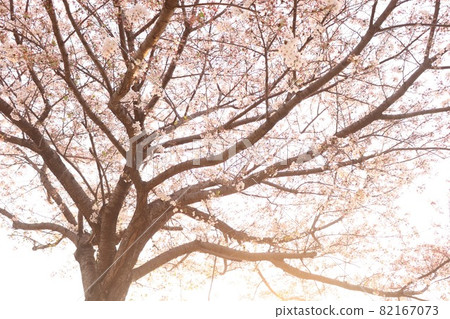 Cherry blossoms in full bloom and natural spotlights 82167073