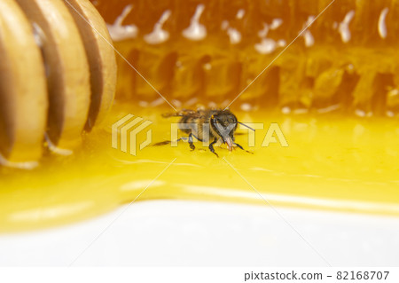 honey bee on the background of fresh honeycomb. insects and organic vitamin food 82168707
