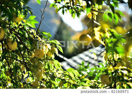 Deepening autumn yuzu Deepening autumn yuzu 82168971