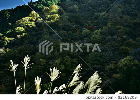 I love autumn leaves and Japanese pampas grass I love autumn leaves and Japanese pampas grass 82169209