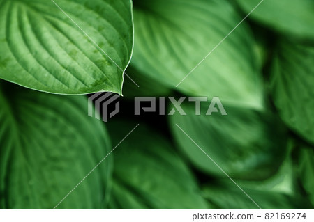 Hosta plantaginea in the garden. The natural background.Green leaves of ornamental plants.. High quality photo Hosta plantaginea in the garden. The natural background.Green leaves of ornamental plants.. High quality photo 82169274