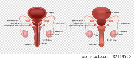 Realistic vector illustration of male human reproductive system with parts names isolated on transparent background 82169590