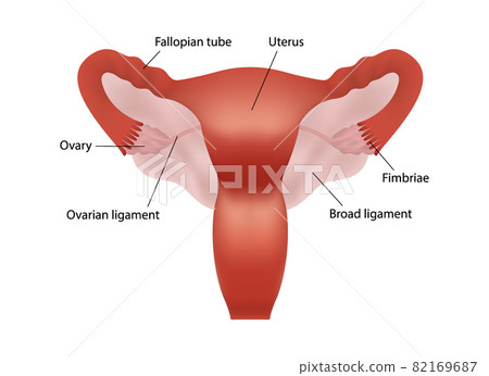 Realistic illustration of female human reproductive system with organs description on white background Realistic illustration of female human reproductive system with organs description on white background 82169687