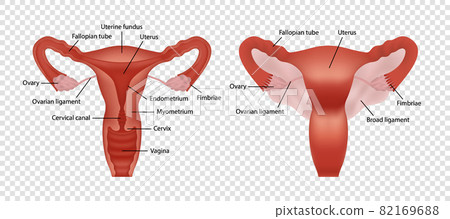 Realistic image of female human reproductive system with description isolated on transparent background Realistic image of female human reproductive system with description isolated on transparent background 82169688