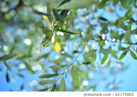 藍天映照下的橄欖果 82170063