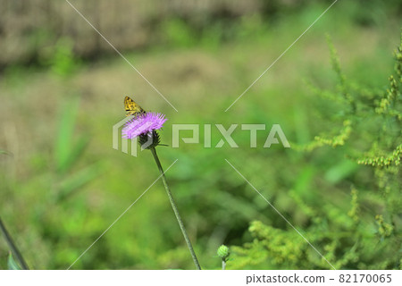 薊是我的最愛 82170065