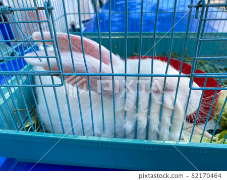 Little white rabbit sitting in the cage Little white rabbit sitting in the cage 82170464