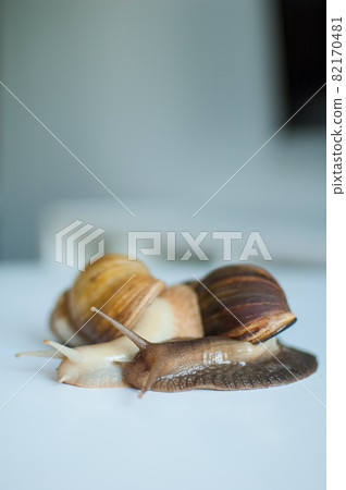 Two big achatina snails on white table in the kitchen 82170481