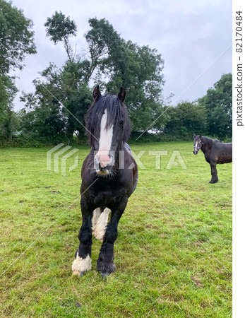 Black and white horses at green pastures of the farm. Country summer landscape, farm animals concept 82170484