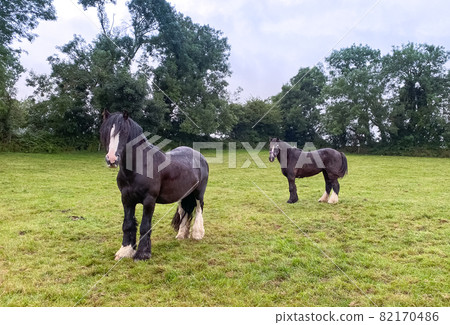 Black and white horses at green pastures of the farm. Country summer landscape, farm animals concept Black and white horses at green pastures of the farm. Country summer landscape, farm animals concept 82170486