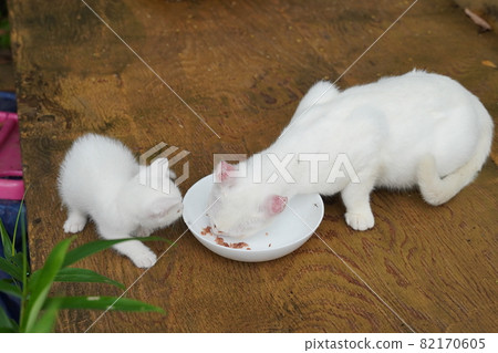 Stray cats who jointly take care of the cute stray cat kittens who got lost Stray cats who jointly take care of the cute stray cat kittens who got lost 82170605