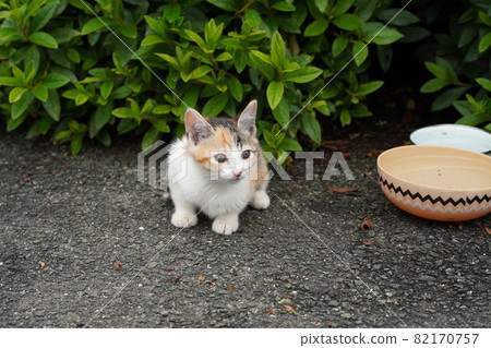 可愛的流浪小貓和媽媽一起快速成長 82170757