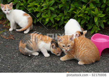 可愛的流浪小貓和媽媽一起快速成長 82170806