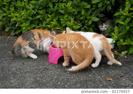 Cute stray kittens grow up quickly with their mom Cute stray kittens grow up quickly with their mom 82170857