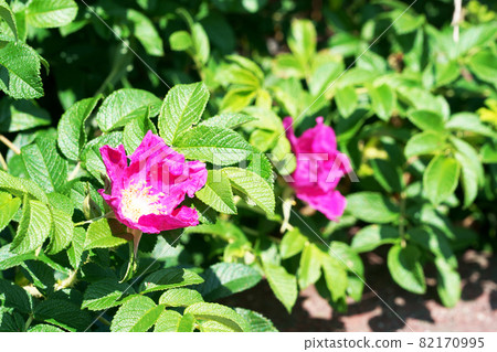 Hamanus flowers Hamanus flowers 82170995
