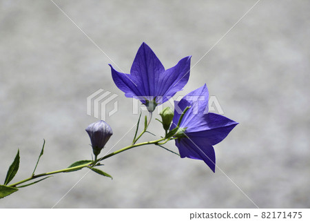 Kikyo flower Kikyo flower 82171475