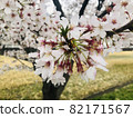 邊走邊看小櫻花 82171567