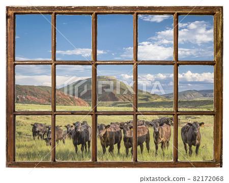 Open range cattle in Colorado - window view Open range cattle in Colorado - window view 82172068
