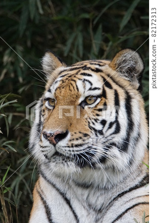 Amur tiger 208 Amur tiger 208 82172313