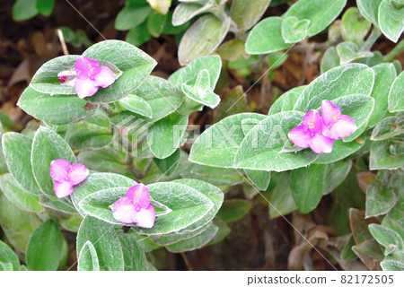 蓬鬆 蓬鬆 82172505