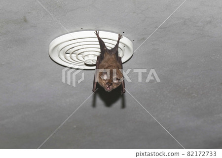 Chrysanthemum bat 82172733