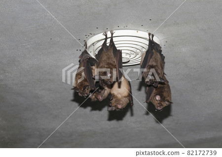 Chrysanthemum bat 82172739