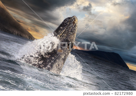 Gray whale jumping out of the water Gray whale jumping out of the water 82172980