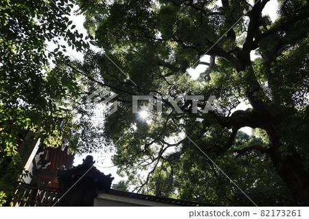 A view of the sun, large trees with green leaves, white-walled fences, and tiled roofs A view of the sun, large trees with green leaves, white-walled fences, and tiled roofs 82173261