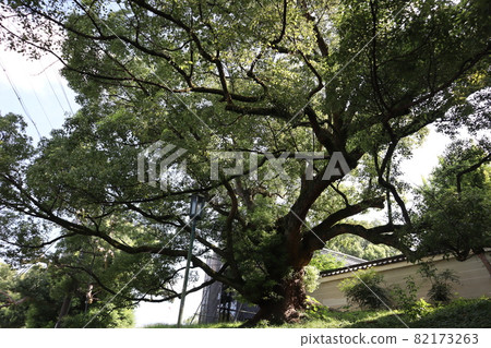 A view of a large tree of green leaves, a tiled roof, a white-walled fence, electric lights, electric wires, white clouds, a blue sky, and a building to be repaired. 82173263