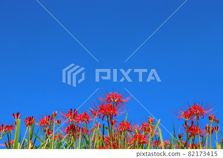 Higanki flower and blue sky 82173415